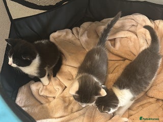 British Shorthair cats Cute Russian blue x British shorthair kittens - Advert 8