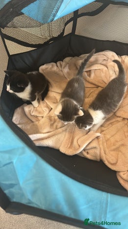 British Shorthair cats Cute Russian blue x British shorthair kittens - Advert 12