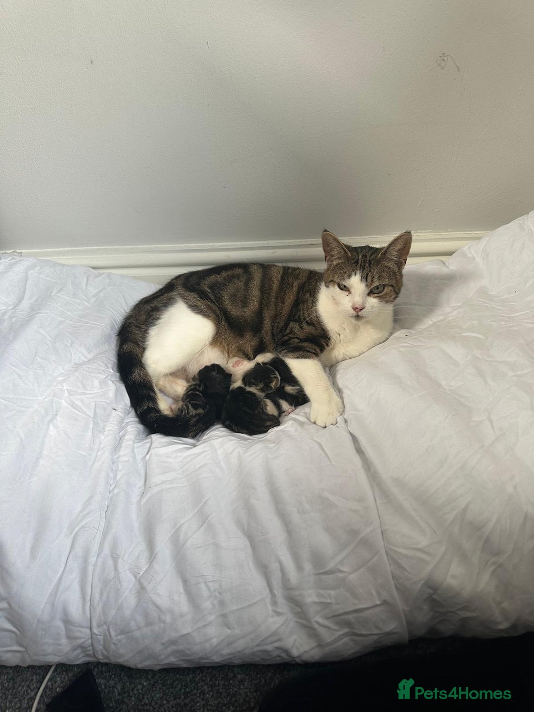 Domestic Shorthair cats for sale: beautiful tabby and black and white kittens - Image 34