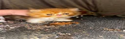 Persian cats for sale: 💖💖🐱💙💙 Persian kittens 💙💙🐱💖💖 - Advert 26