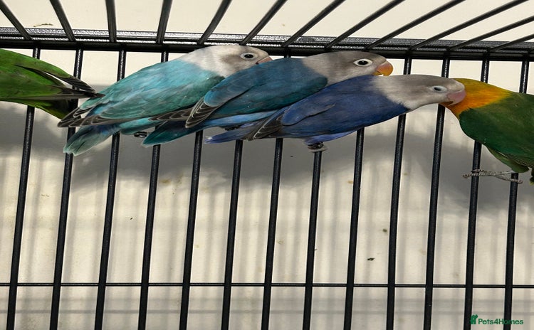 Lovebirds birds - Advert 4