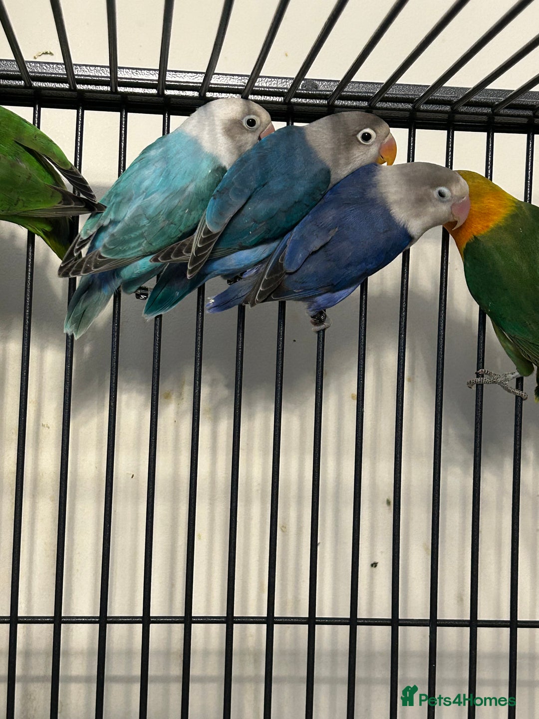 Lovebirds birds for sale: Various Baby Fishers Lovebirds - Image 1