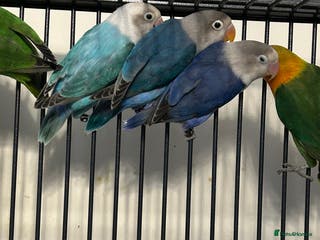 Lovebirds birds Various Baby Fishers Lovebirds - Advert 9