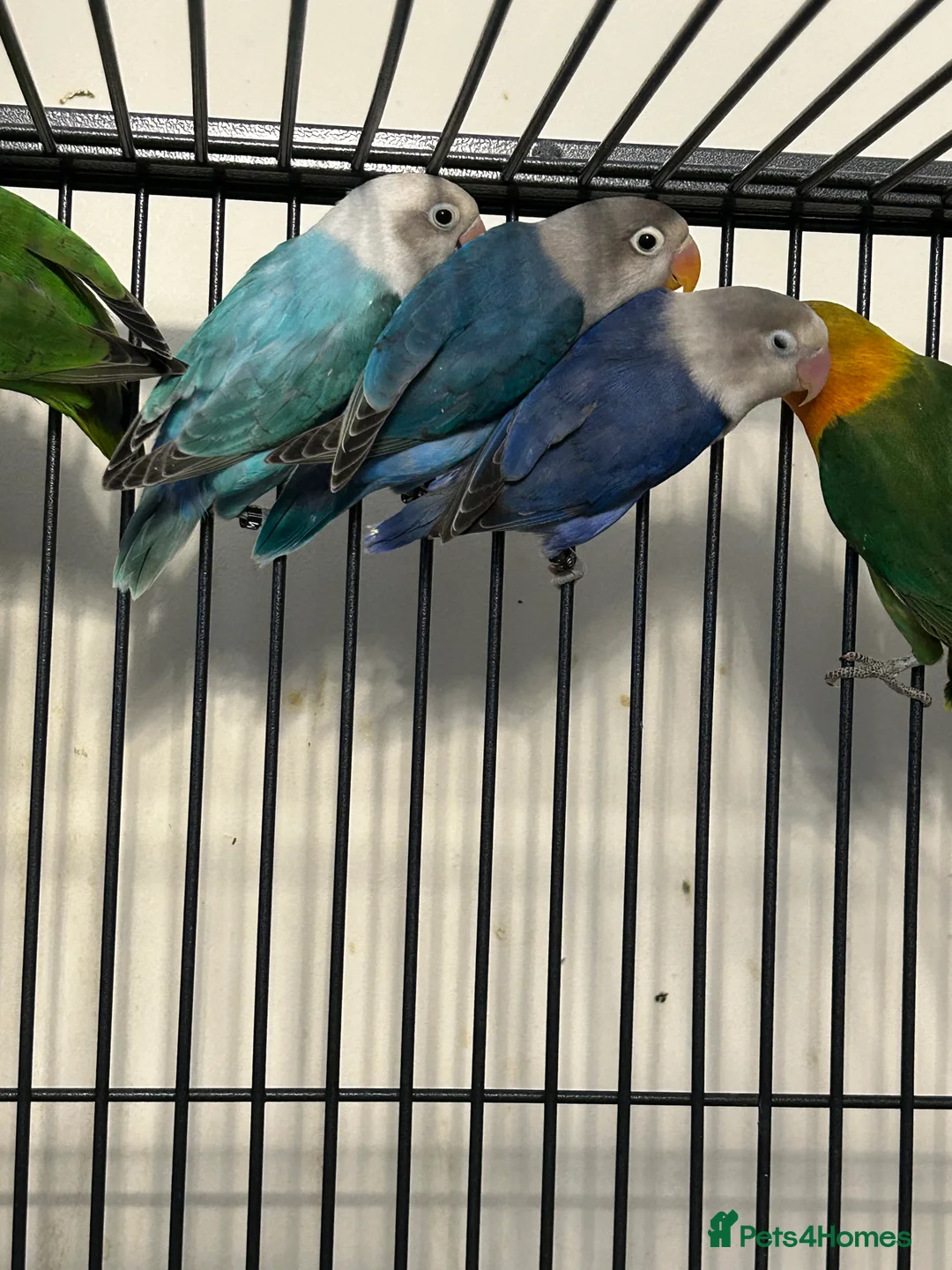 Lovebirds birds for sale: Various Baby Fishers Lovebirds - Advert 1