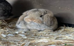 German Lop rabbits for sale: 4 x German lop babies (PET homes!) in Cramlington - Image 1