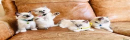 Ragdoll cats for sale: 🐈Pedigree Ragdoll Champion line 🏆 GCCF kittens  - Advert 21