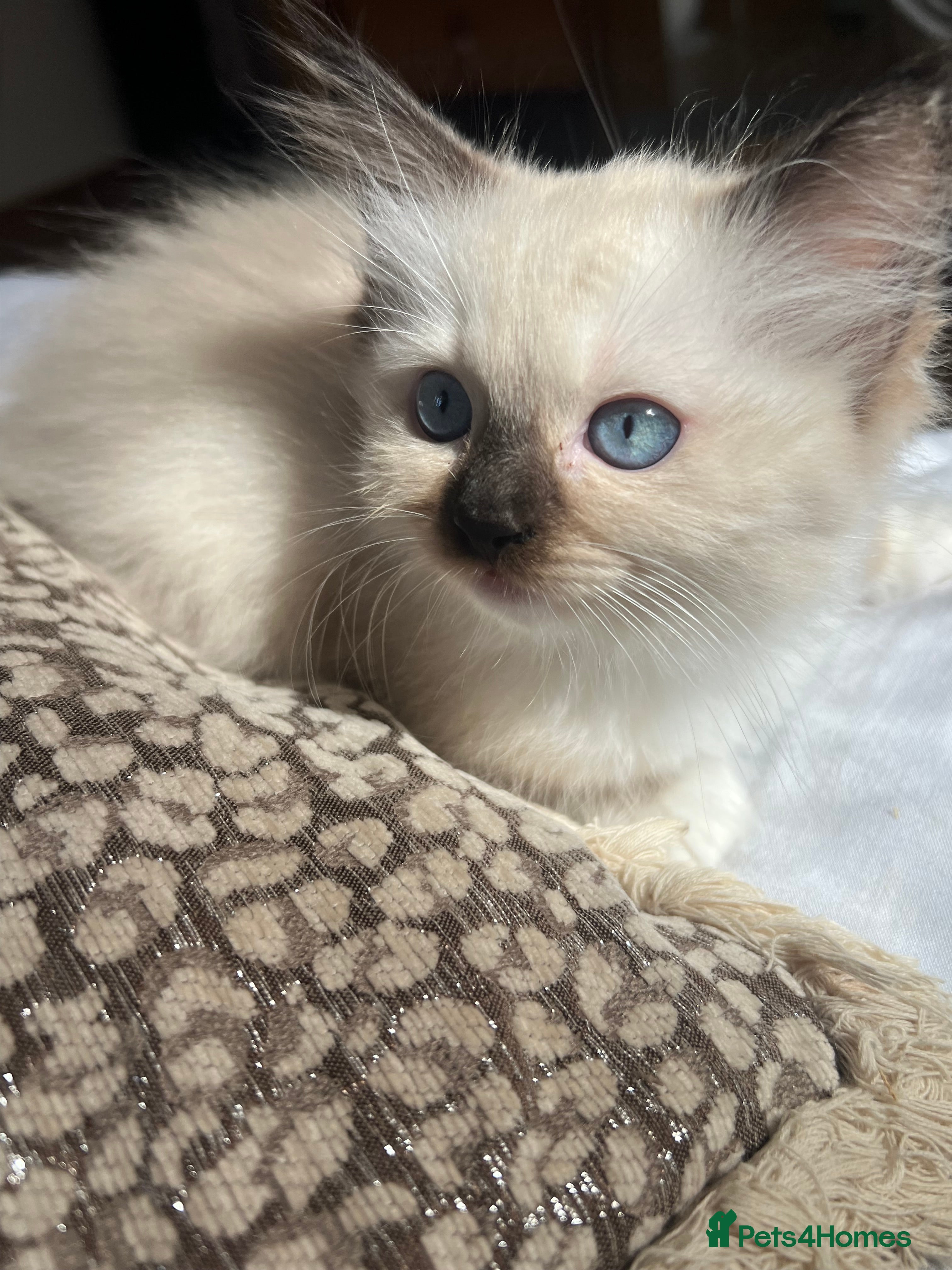 Ragdoll cats Stunning pure ragdoll kittens - Advert 2