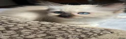 Ragdoll cats for sale: Stunning ragdoll kittens - Advert 2