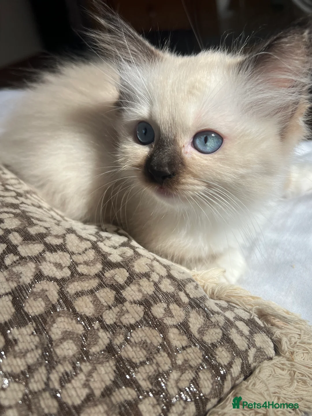 Ragdoll cats for sale: Stunning ragdoll kittens - Advert 2