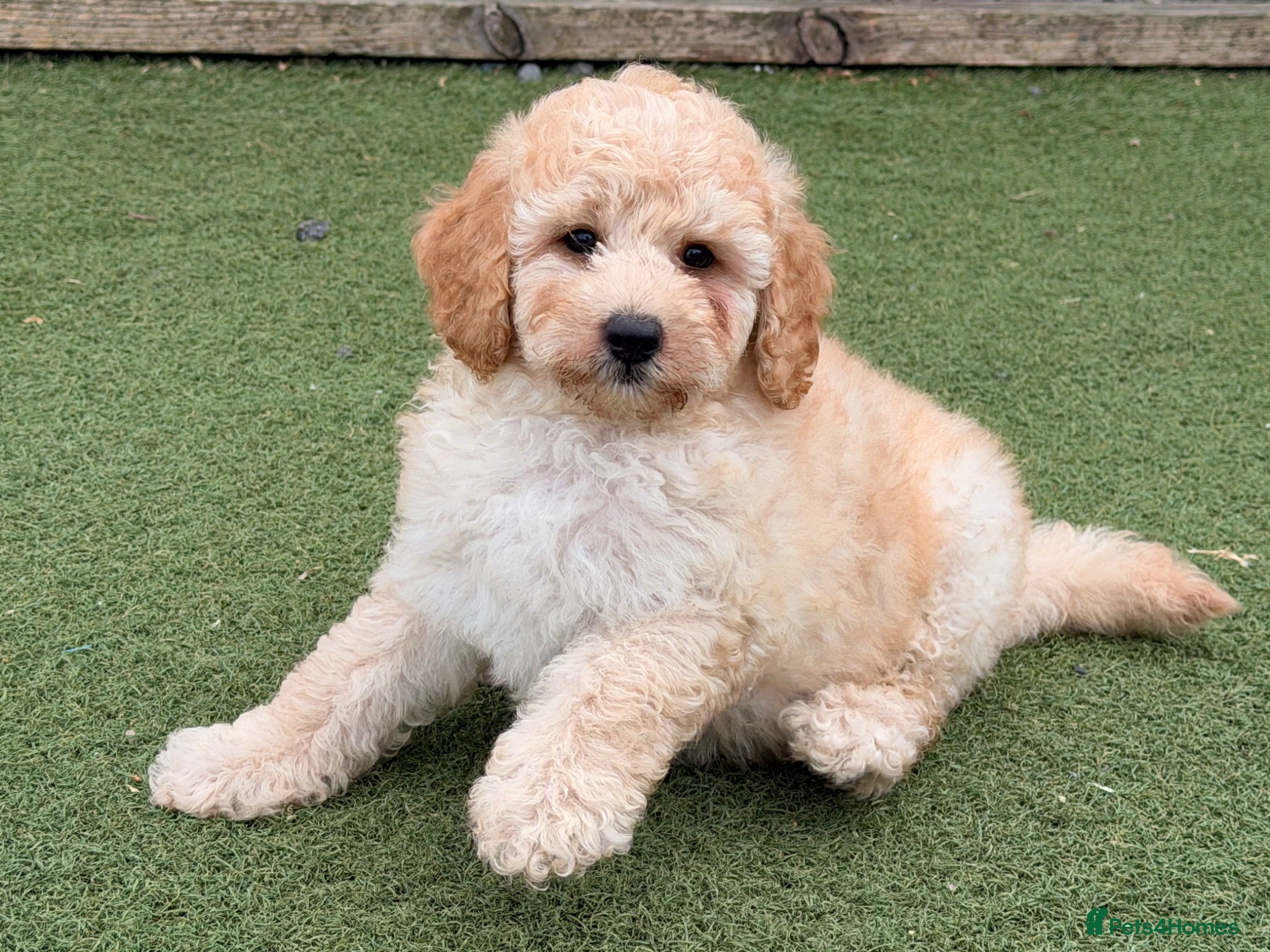 Poochon dogs Adorable Poochon puppies  - Advert 1