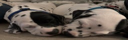 Dalmatian dogs for sale: Stunning mixed litter of Dalmatians  - Advert 5