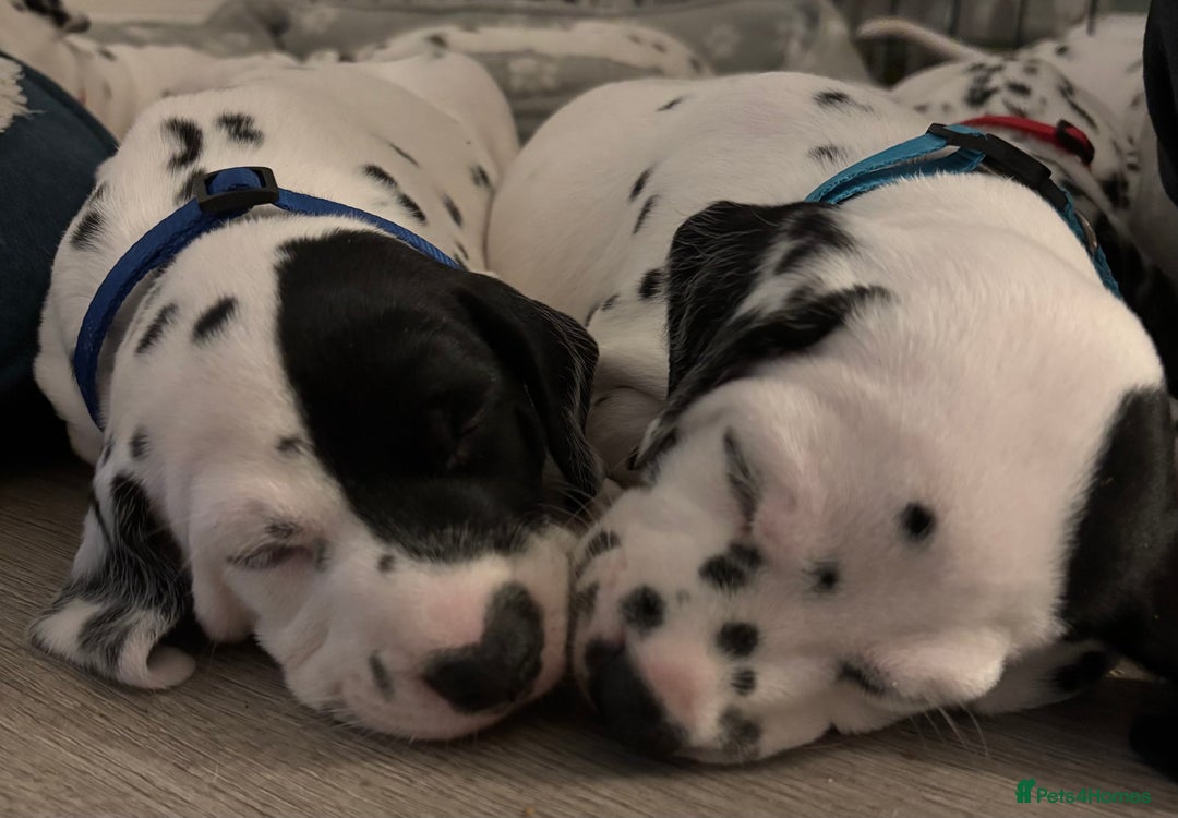 Dalmatian dogs for sale: Stunning mixed litter of Dalmatians  - Image 17