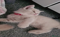British Shorthair cats for sale: ONLY 2 MALE AVAILABLE.British shorthair  - Image 7