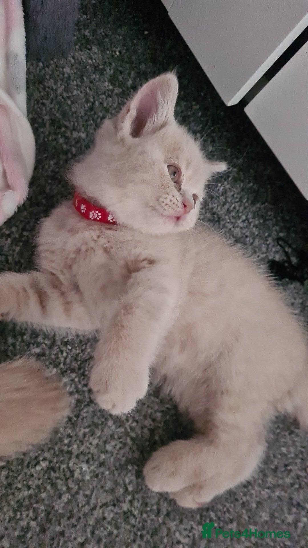 British Shorthair cats for sale: ONLY 2 MALE AVAILABLE.British shorthair  - Image 7