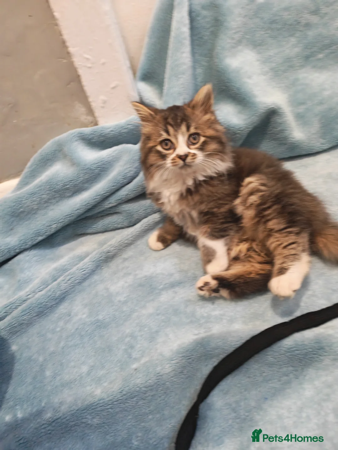 Mixed Breed cats for sale: Sccotis flod & Fluffy kittens VIDEOS - Advert 37