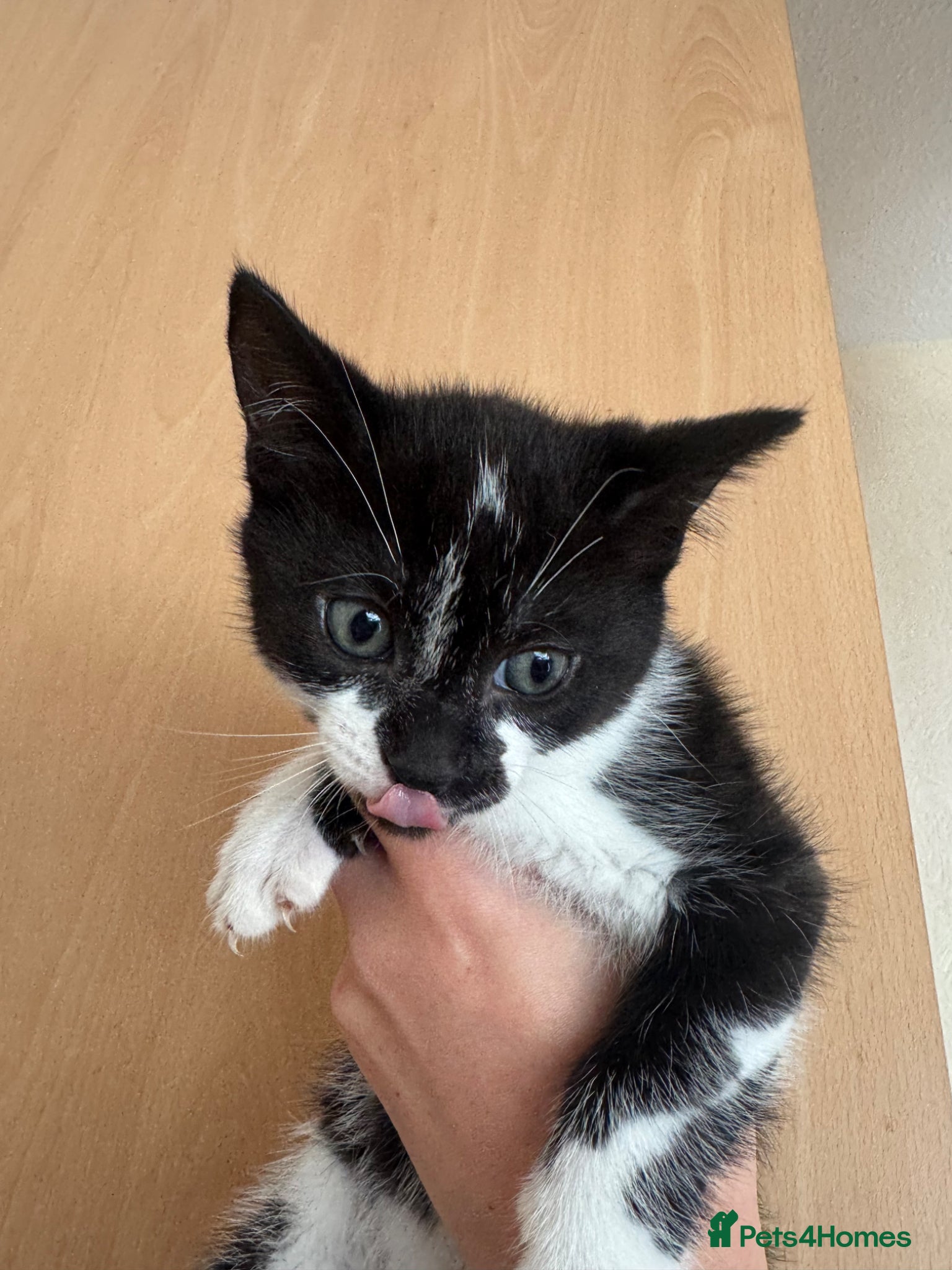 Mixed Breed cats Kittens ready to go.  - Advert 13