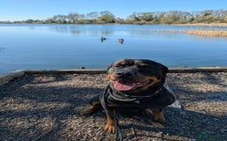 Rottweiler dogs for sale: 3 year old female Rottweiler  - Image 6
