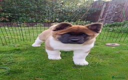 Akita dogs for sale: Beautiful KC registered Akitas  - Image 13