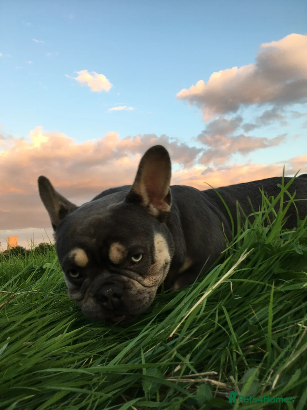 French Bulldog dogs for stud: French Bulldog to stud out in Derby - Advert 10