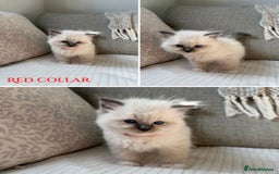 Ragdoll cats for sale: True to type, pure bred Ragdoll kittens  - Image 3