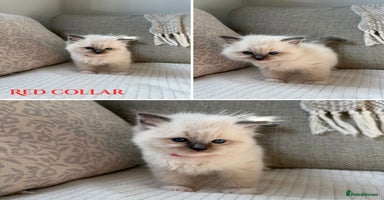 Ragdoll cats - Advert 13