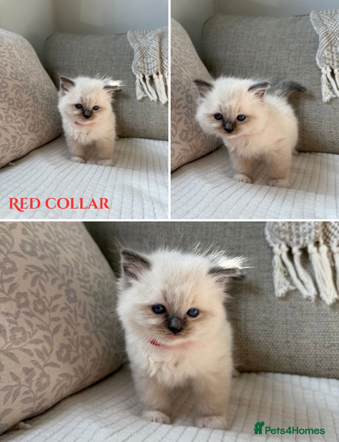 Ragdoll cats for sale: True to type, pure bred Ragdoll kittens  - Image 3