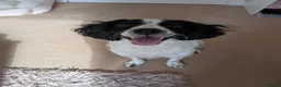 English Springer Spaniel dogs for adoption: Dottie - Advert 3