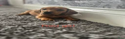 Dachshund dogs for sale: Dachshund puppies - Advert 2
