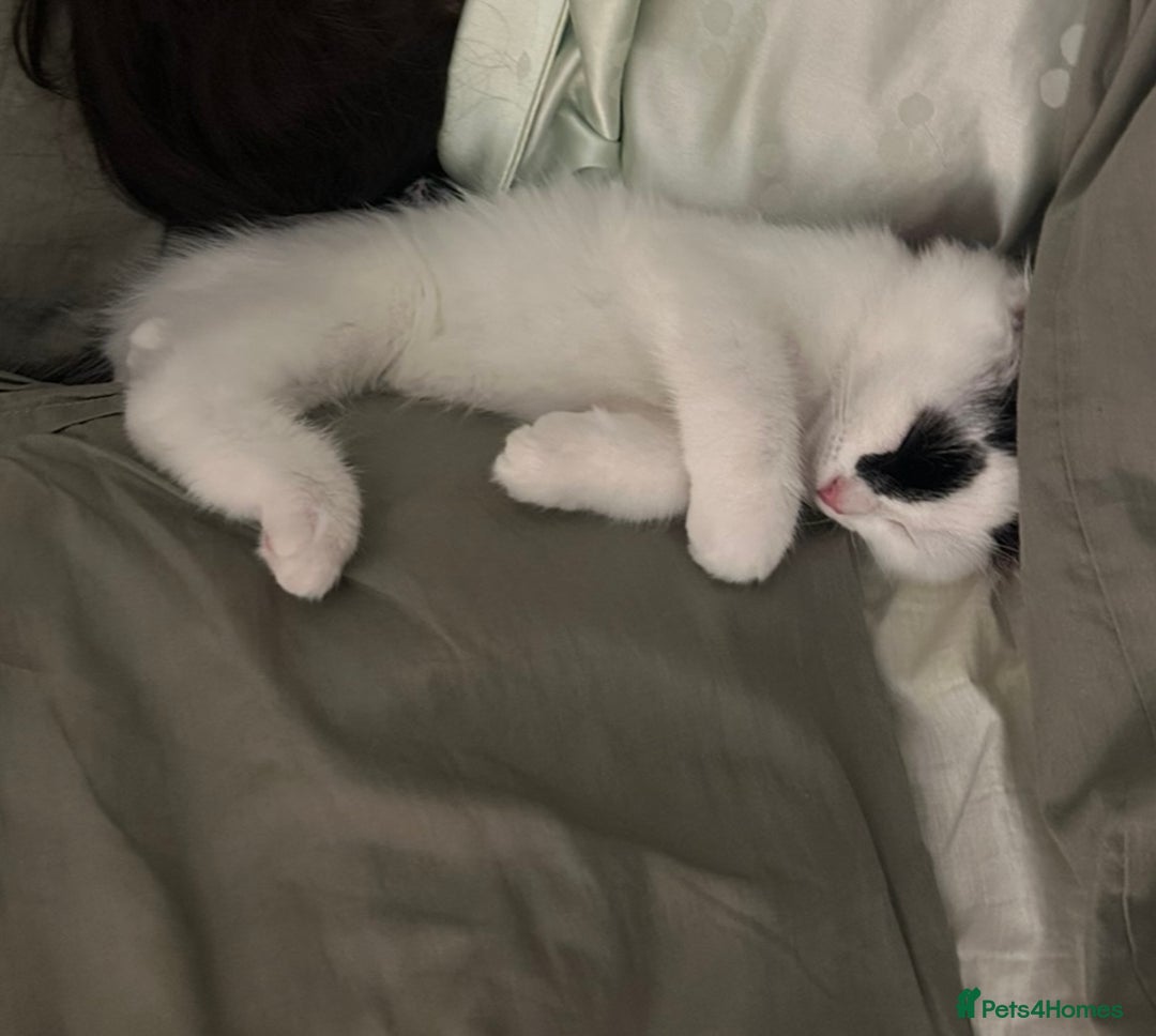 Mixed Breed cats for sale: Beautiful male kitten  - Advert 4