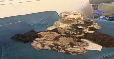 Cockapoo dogs Just 1 girl Cockapoo pup left  - Advert 8