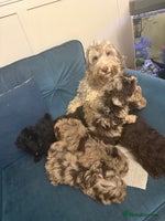 Cockapoo dogs Just 1 girl Cockapoo pup left - Advert 8