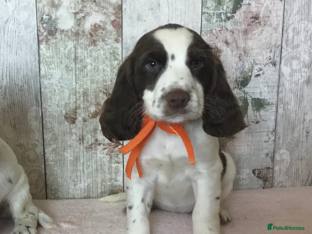 Cocker Spaniel dogs for sale: Well socialised Pedigree Cocker pups - Image 13