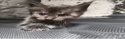 Maine Coon cats for sale: Fully bouncy mainecoon babies  - Advert 6