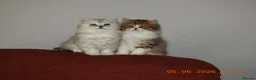 Mixed Breed cats for sale: Persian and British longhair  - Advert 11