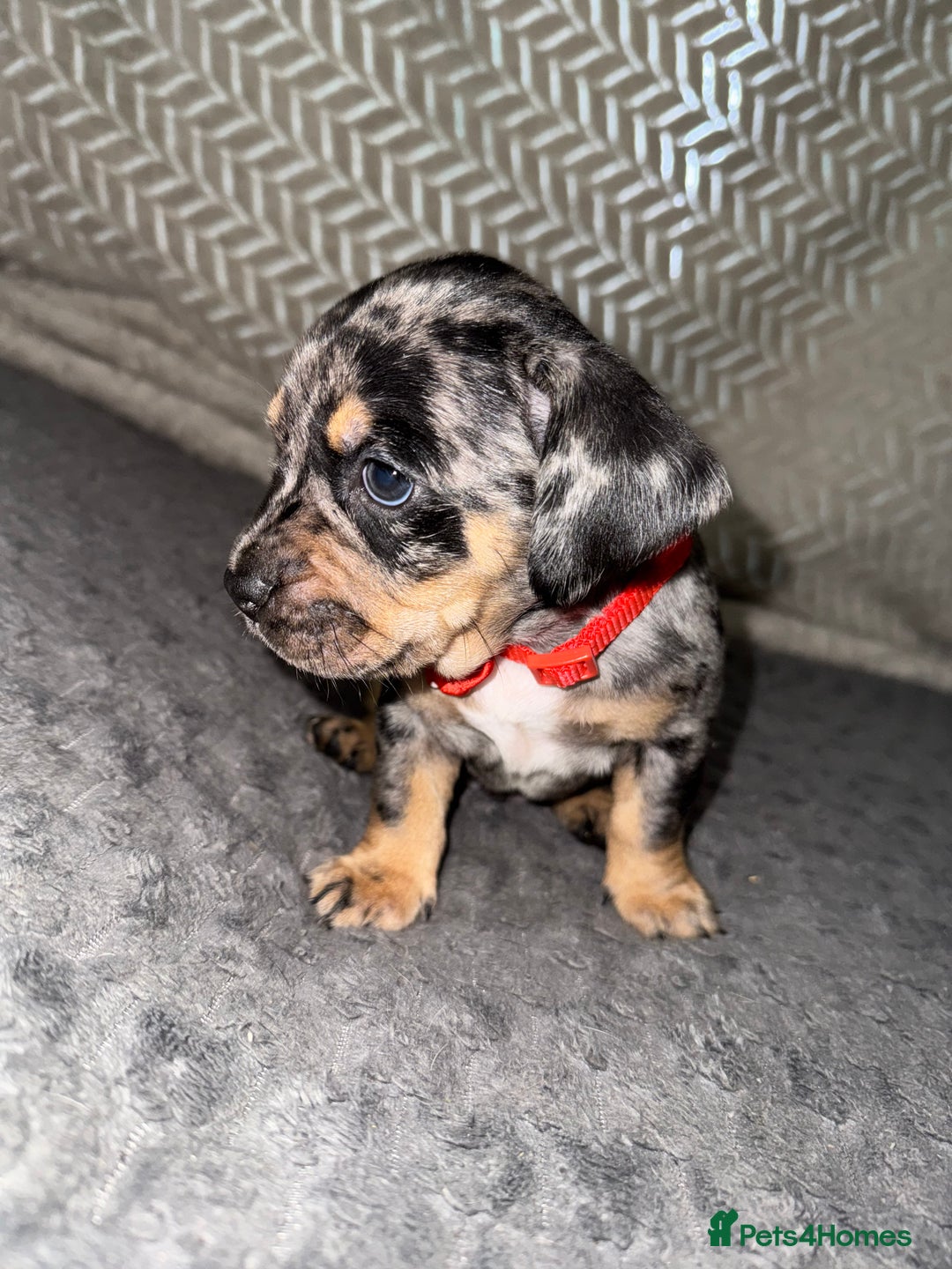 Mixed Breed dogs for sale: 🐾 Beautiful French Bull Weiners 🐾  - Advert 33