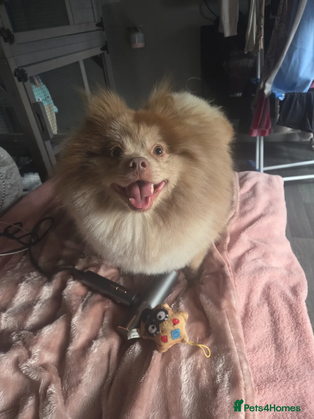 Pomeranian dogs for stud: Lalic meral pompom in Leeds - Advert 2