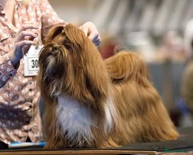 Shih Tzu dogs Ch Sired Boy At Stud - Advert 8