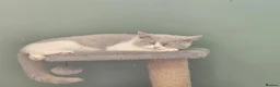 British Shorthair cats for sale: Siblings - Advert 2