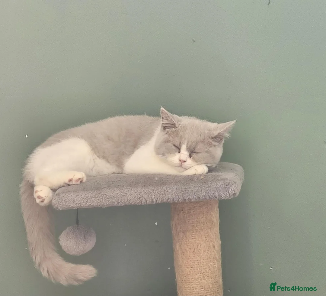 British Shorthair cats for sale: Siblings - Advert 2
