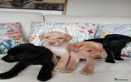 Labrador Retriever dogs for sale: KC reg DNA tested Labrador puppies. - Image 5