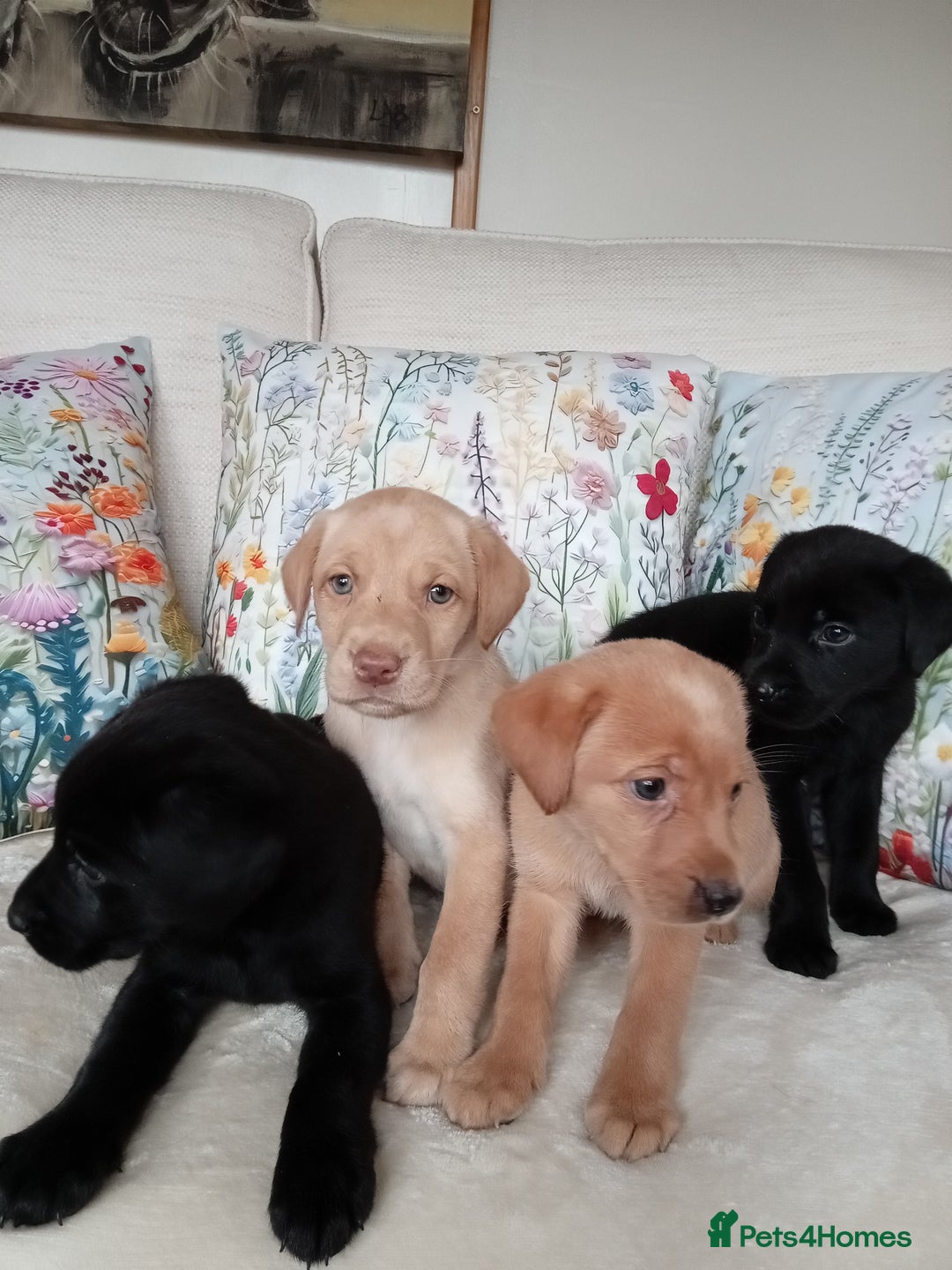 Labrador Retriever dogs for sale: KC reg DNA tested Labrador puppies. - Image 5