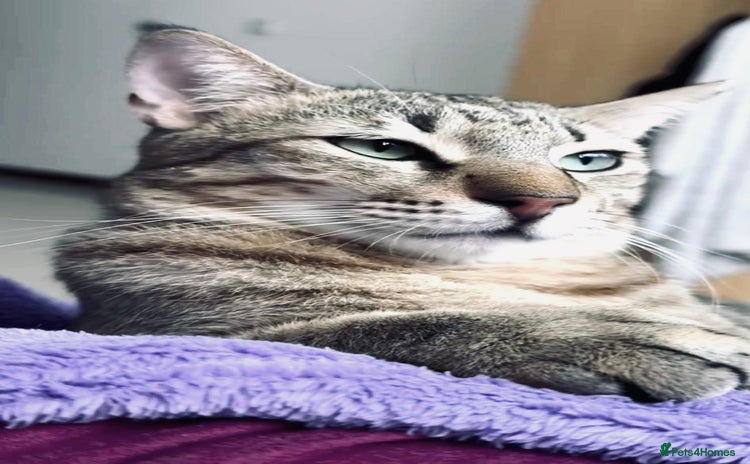 Arabian Mau cats - Advert 1