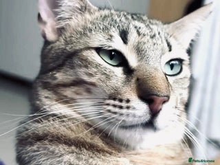 Arabian Mau cats - Advert 1