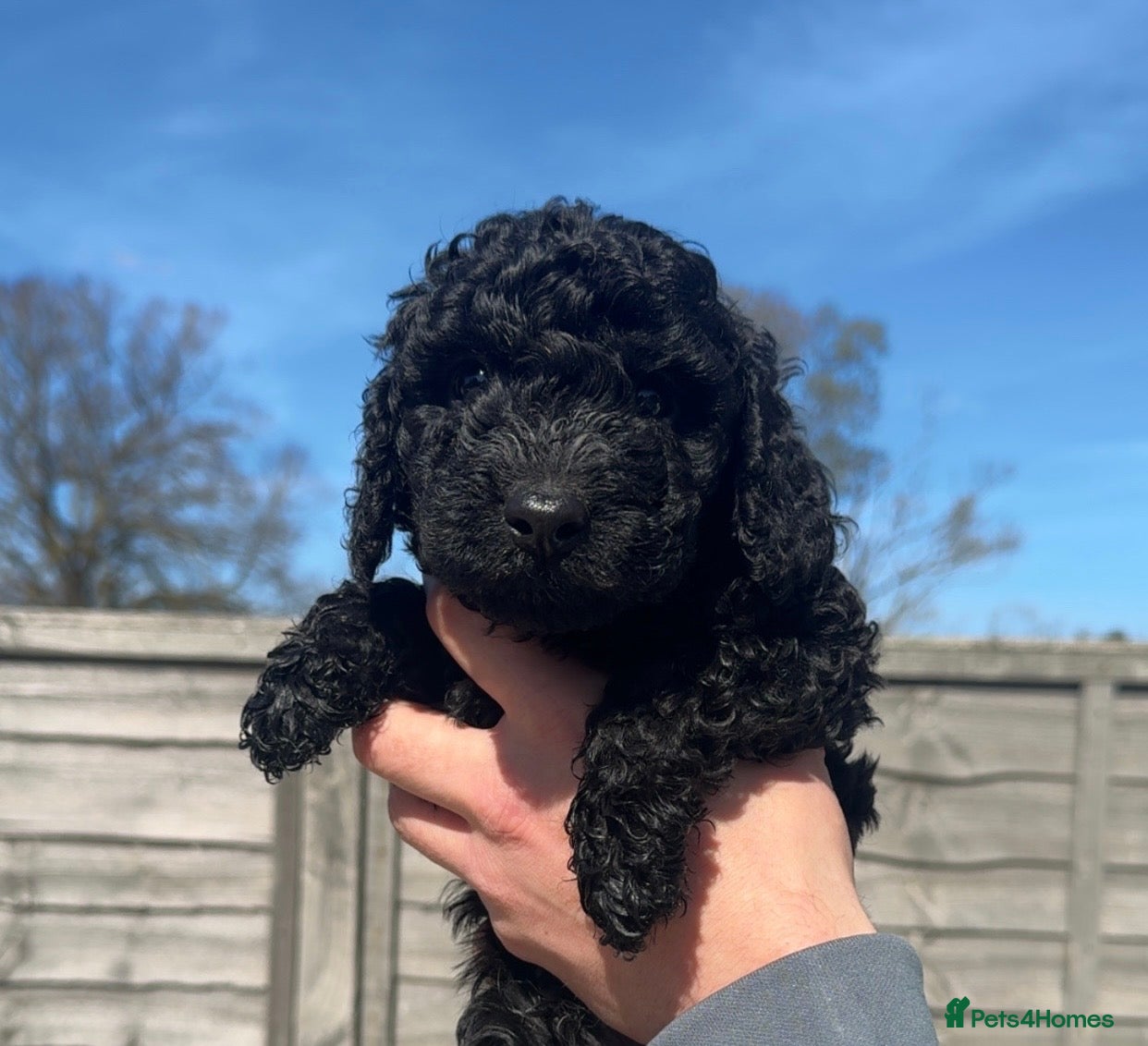 Miniature Poodle dogs Miniature / Toy Poodle Puppies🐩 READY THIS WEEK ✨ - Advert 7