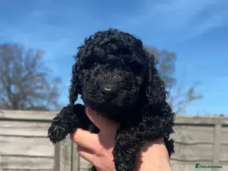 Miniature Poodle dogs Miniature / Toy Poodle Puppies🐩 READY THIS WEEK ✨ - Advert 7