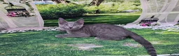 Russian Blue cats for sale: GCCF Registered Russian Blue Kittens - Advert 37