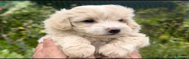 Maltipoo Puppy 1
