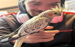 Cockatiels birds for sale: Cockatiels for sale hand tame - Image 19