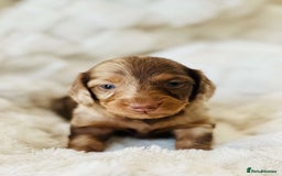 Miniature Dachshund dogs for sale: Long haired dachshund  - Image 23