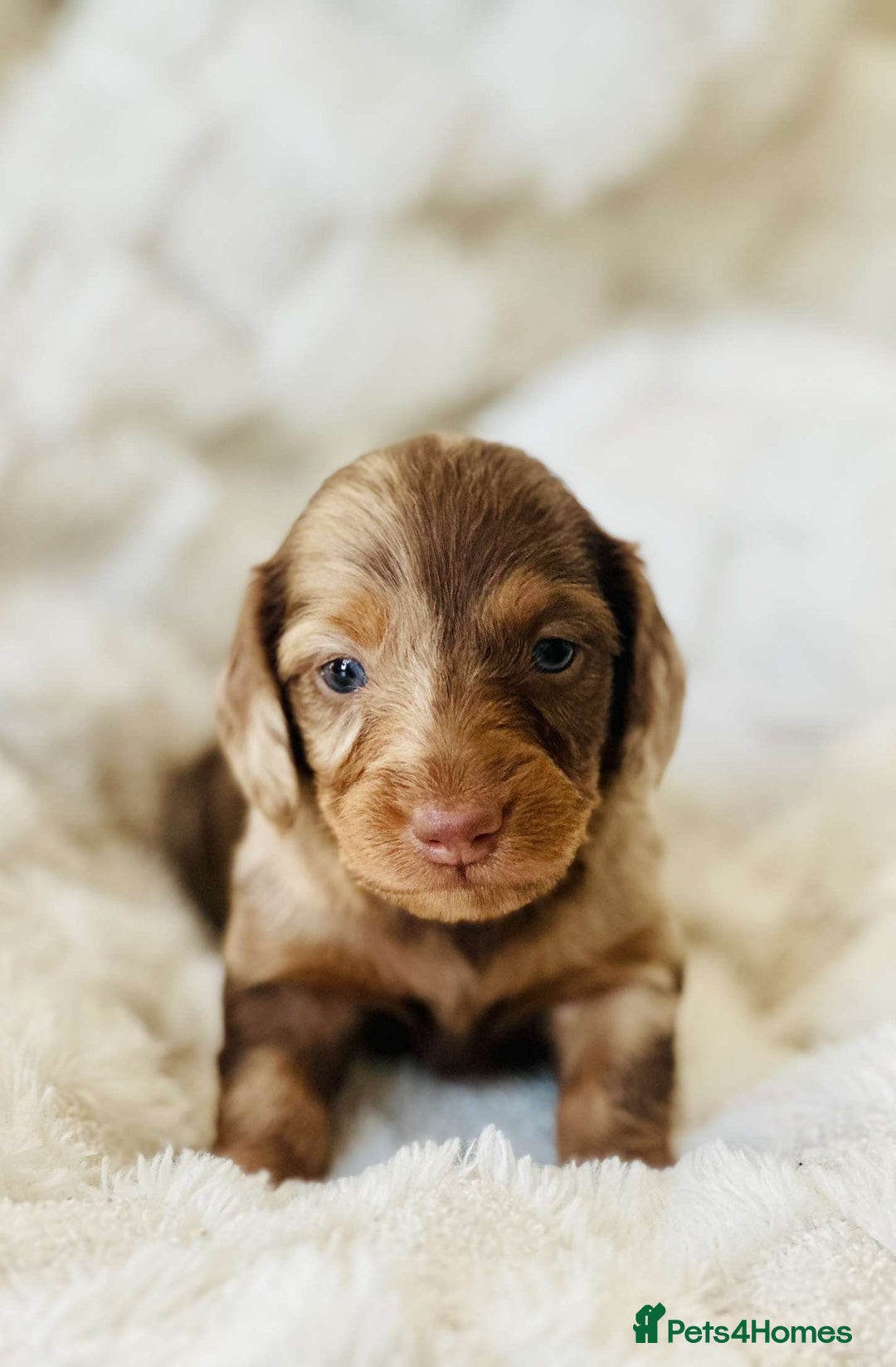 Miniature Dachshund dogs for sale: Long haired dachshund  - Image 23